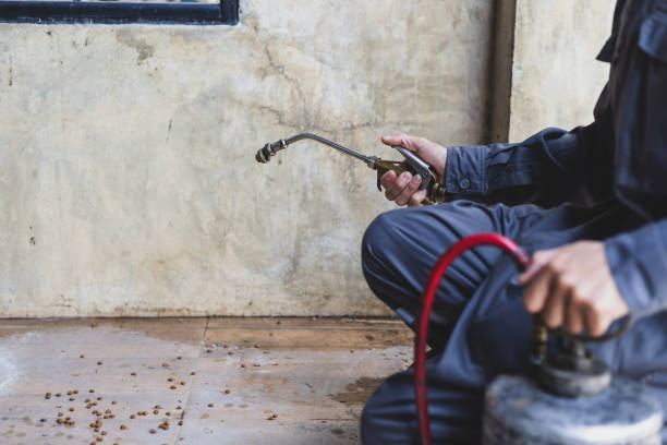 Best Wasp Removal Services  in Tripoli, IA